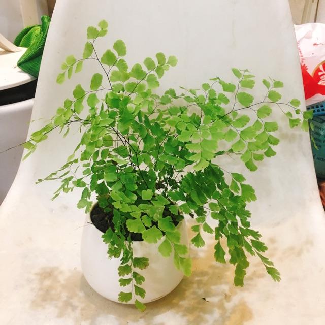 Cây tóc thần vệ nữ có khả năng hấp thụ 20mcg chất formaldehyde mỗi giờ