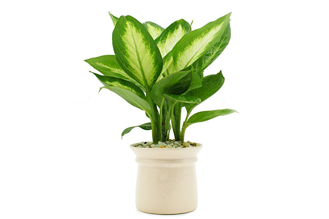 Cây vạn thiên thanh được sử dụng nhiều trong cuộc sống