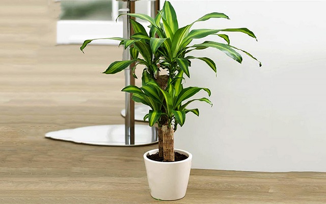 Cây thiết mộc lan có khả năng hút khí toluen, CO giúp không khí trở nên trong sạch