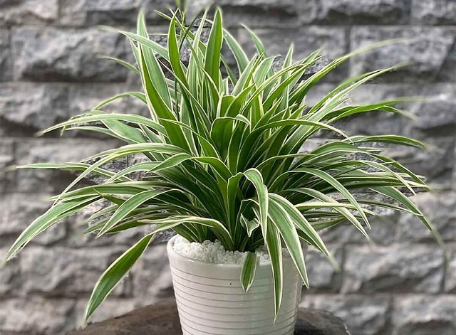 Cây dây nhện hấp thụ formaldehyde, phenylethylene, benzen,... do máy tính thải ra và hút khí độc nicotine trong khói thuốc lá