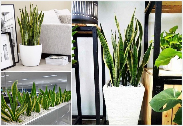 Cây lưỡi hổ giải phóng oxy vào ban đêm tốt cho người làm việc tối