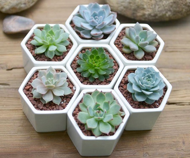 Cây sen đá có tác dụng thanh lọc không khí, hút bức xạ từ máy tính, thiết bị điện tử