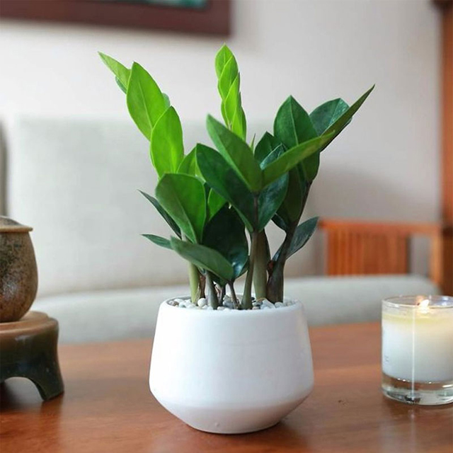 Cây kim tiền vừa có khả năng lọc khí, vừa có ý nghĩa phong thủy rất tốt