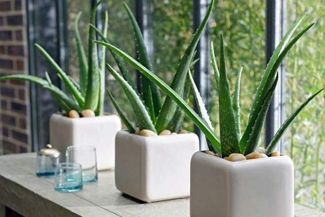 Cây nha đam giúp thanh lọc không khí