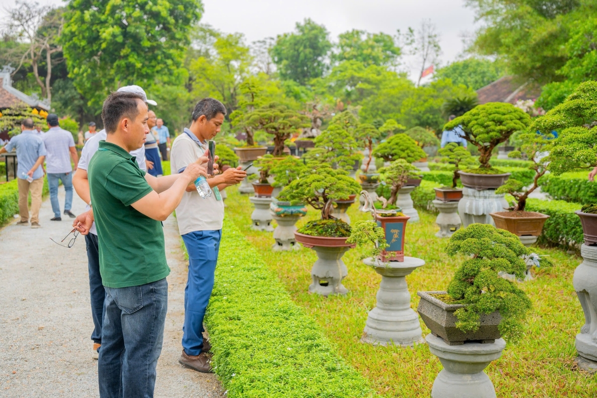 Những chậu cây cảnh nghệ thuật được chăm chút tỉ mỉ, tạo điểm nhấn tại triển lãm.